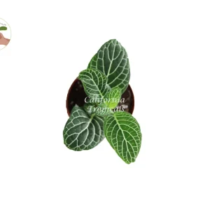 White Nerve Fittonia Live Plant – 2 inch Pot – Indoor Foliage - Image 2