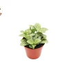 White Nerve Fittonia Live Plant - 4 inch Potted Houseplant, Indoor Foliage - Image 1