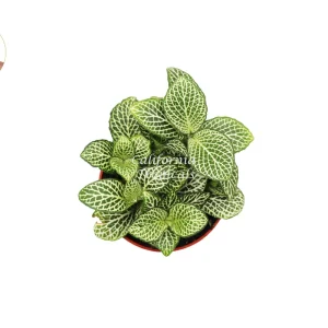 White Nerve Fittonia Live Plant - 4 inch Potted Houseplant, Indoor Foliage - Image 2