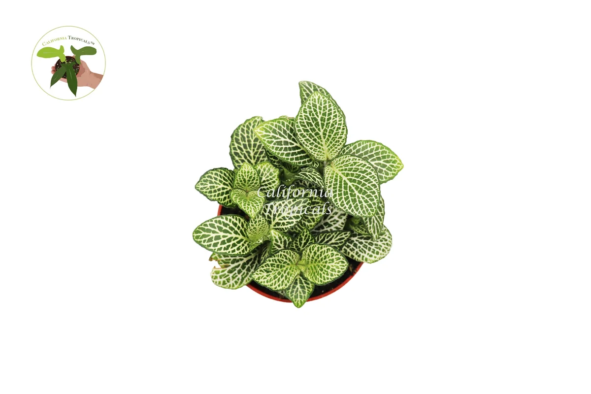 White Nerve Fittonia Live Plant - 4 inch Potted Houseplant, Indoor Foliage - Image 2