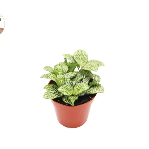 White Nerve Fittonia Live Plant - 4 inch Potted Houseplant, Indoor Foliage - Image 1