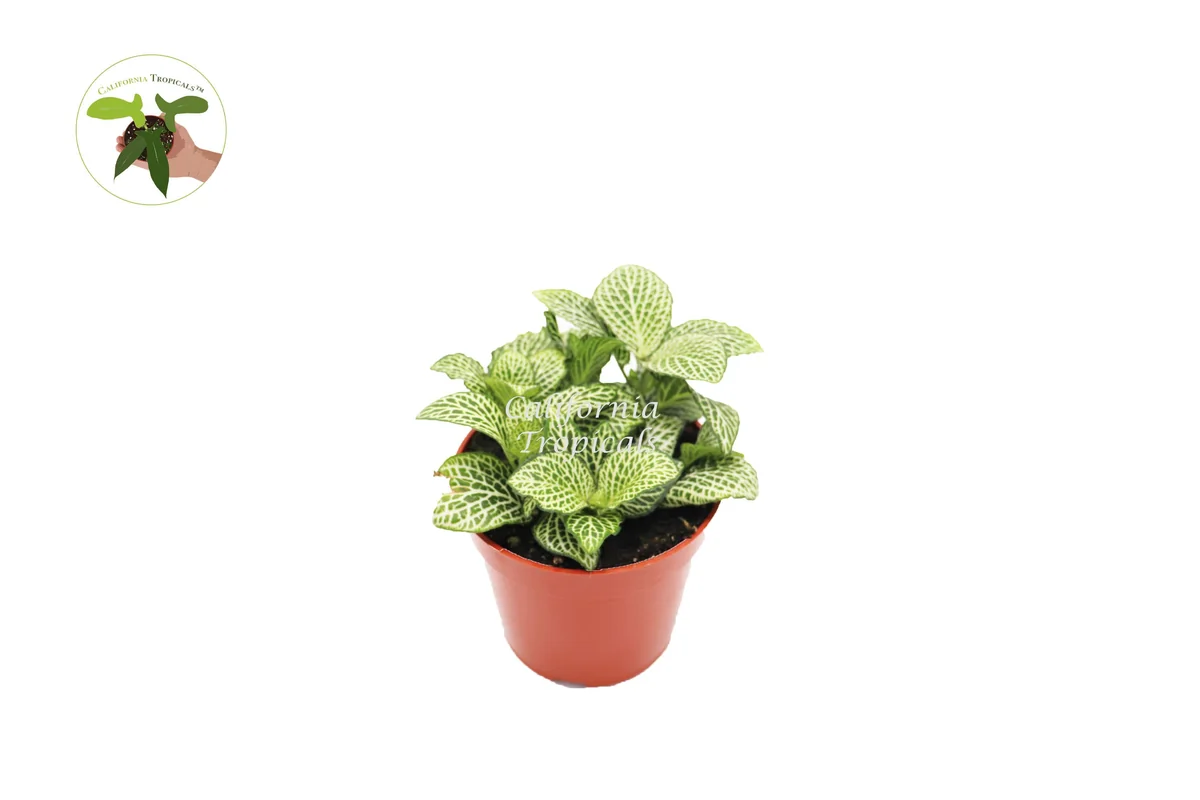 White Nerve Fittonia Live Plant - 4 inch Potted Houseplant, Indoor Foliage - Image 1