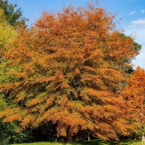 White Oak Live Plant Seedling - Quercus alba - 12-18