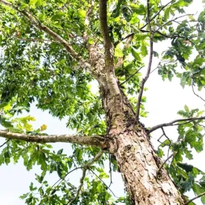 White Oak Live Plant Seedling - Quercus alba - 12-18" Tall in 4" Pot - Outdoor Tree - Image 2