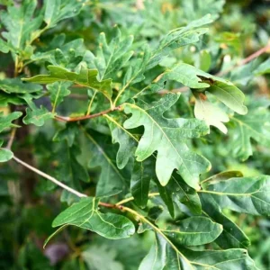 White Oak Live Plant Seedling - Quercus alba - 12-18