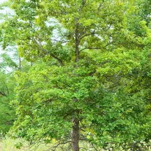 White Oak Live Plant Seedling - Quercus alba - 12-18