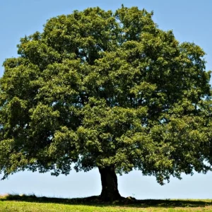 White Oak Live Plant Seedling - Quercus alba - 12-18