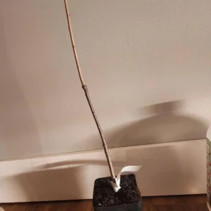 White Oak Live Plant Seedling - Quercus alba - 12-18