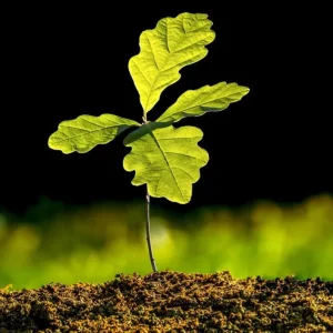 White Oak Live Plant Seedling - Quercus alba - 12-18