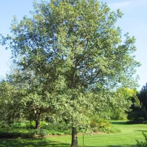 White Oak Live Plant Seedling - Quercus alba - 12-18