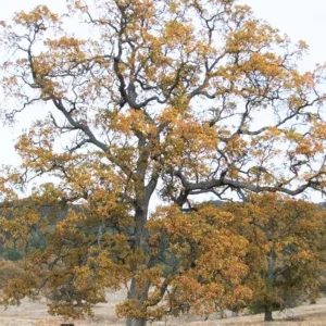 White Oak Live Plant Seedling - Quercus alba - 12-18