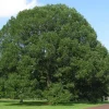 White Oak Tree Bareroot - Quercus alba - Live Plant - 18-30 inches Tall - Outdoor - Image 1