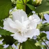 White Pillar Hibiscus Live Plant – Rose of Sharon Shrub – 4 inch Pot – Outdoor - Image 1