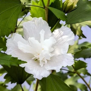 White Pillar Hibiscus Live Plant – Rose of Sharon Shrub – 4 inch Pot – Outdoor - Image 1