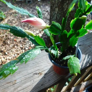 White & Pink Thanksgiving Cactus live plant - Schlumbergera - 4 inch Pot - Indoor/Outdoor - Image 4