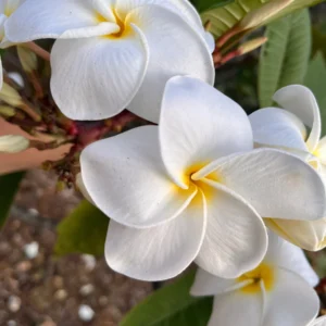 White Plumeria Champa Unrooted Cuttings 10-12 in - Fragrant Tropical Plant - Image 1