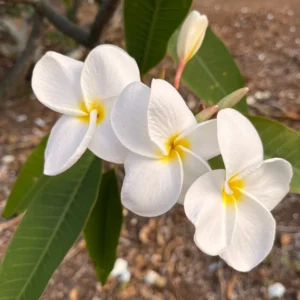 White Plumeria Champa Unrooted Cuttings 10-12 in - Fragrant Tropical Plant - Image 2