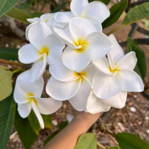 White Plumeria Champa Unrooted Cuttings 10-12 in - Fragrant Tropical Plant - Image 3