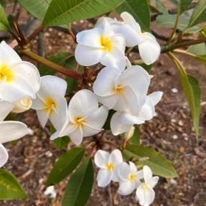 White Plumeria Champa Unrooted Cuttings 10-12 in - Fragrant Tropical Plant - Image 5