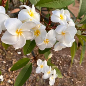 White Plumeria Champa Unrooted Cuttings 10-12 in - Fragrant Tropical Plant - Image 6