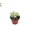 White Polka Dot Plant - 2 inch Hypoestes Phyllostachya Live Houseplant - Image 1