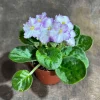 White Queen African Violet Live Plant – 4" Grow Pot – Indoor Flower Plant - Image 1