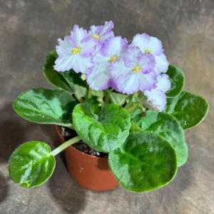 White Queen African Violet Live Plant – 4