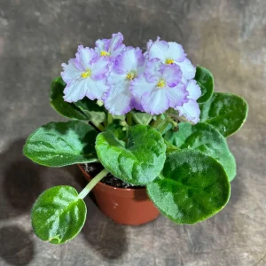 White Queen African Violet Live Plant – 4