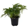 White Rabbit's Foot Fern Live Plant – Davallia fejeensis – 4 inch Pot – Indoor - Image 1