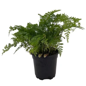 White Rabbit's Foot Fern Live Plant – Davallia fejeensis – 4 inch Pot – Indoor - Image 1