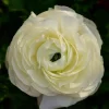 White Ranunculus Bulbs - 10 Jumbo Pack - Shade Tolerant Flower Bulbs - Image 1