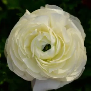 White Ranunculus Bulbs - 10 Jumbo Pack - Shade Tolerant Flower Bulbs - Image 1