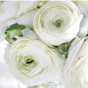 White Ranunculus Flower Bulbs - 15 Peony Rose Buttercup Corms for Florists & Weddings - Image 2
