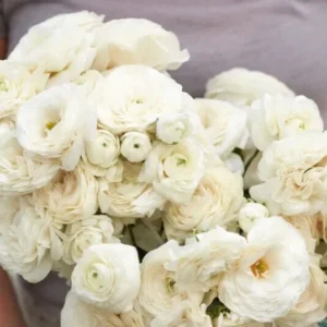 White Ranunculus Flower Bulbs - 15 Peony Rose Buttercup Corms for Florists & Weddings - Image 3