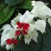White & Red Bleeding Heart Vine Live Plant - Clerodendrum - 4" Pot - Indoor/Outdoor - Image 1