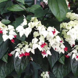 White & Red Bleeding Heart Vine Live Plant - Clerodendrum - 4