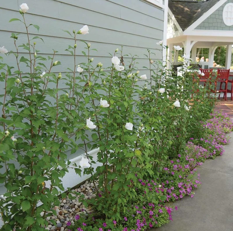 White Rose of Sharon Live Plant – Quart Pot – Hardy White Flowering Shrub – Outdoor - Image 10