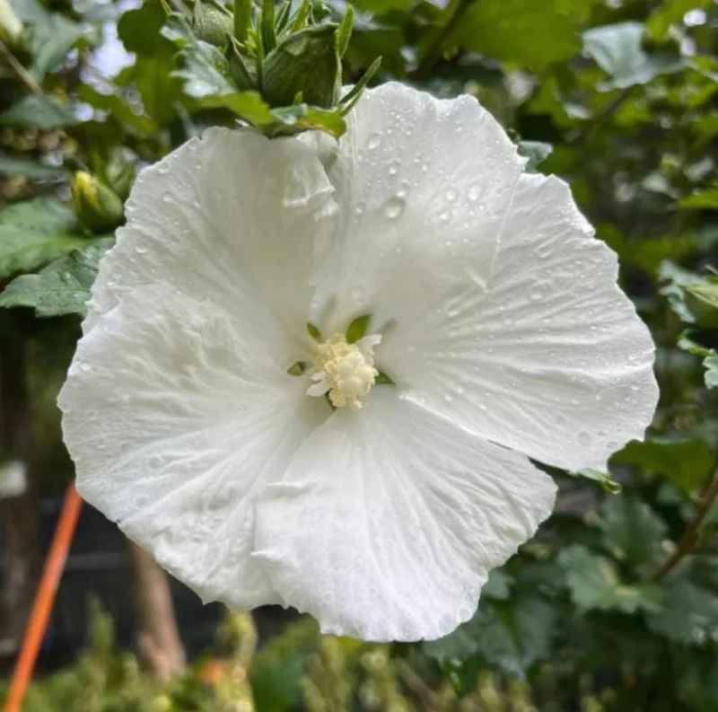 White Rose of Sharon Live Plant – Quart Pot – Hardy White Flowering Shrub – Outdoor - Image 2
