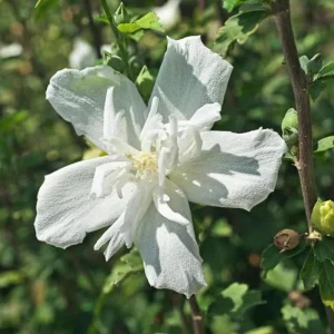 White Rose of Sharon Live Plant – Quart Pot – Hardy White Flowering Shrub – Outdoor - Image 3