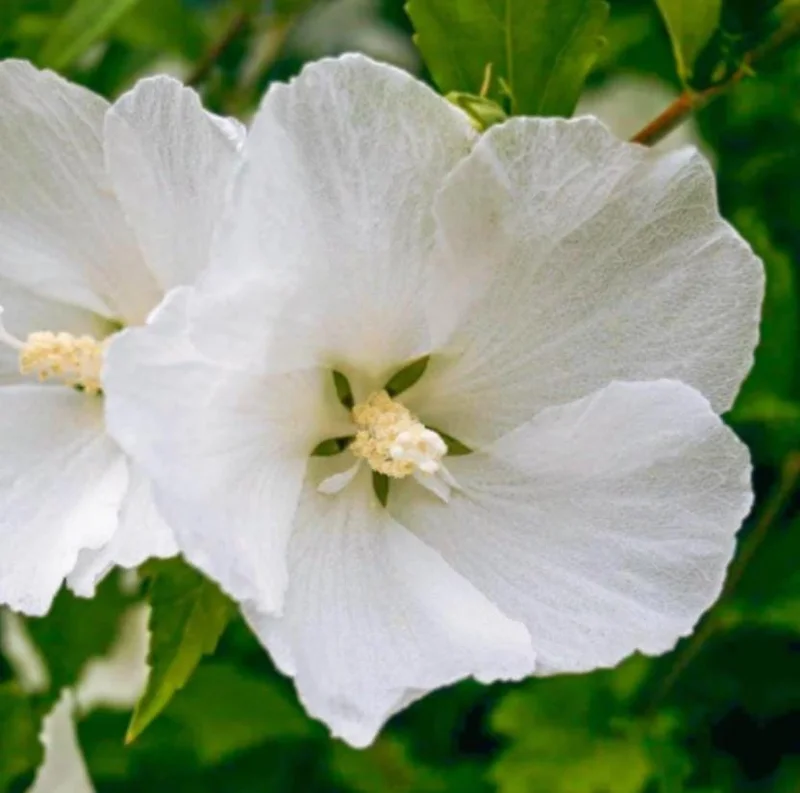 White Rose of Sharon Live Plant – Quart Pot – Hardy White Flowering Shrub – Outdoor - Image 4