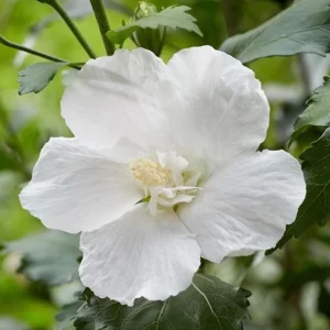 White Rose of Sharon Live Plant – Quart Pot – Hardy White Flowering Shrub – Outdoor - Image 5