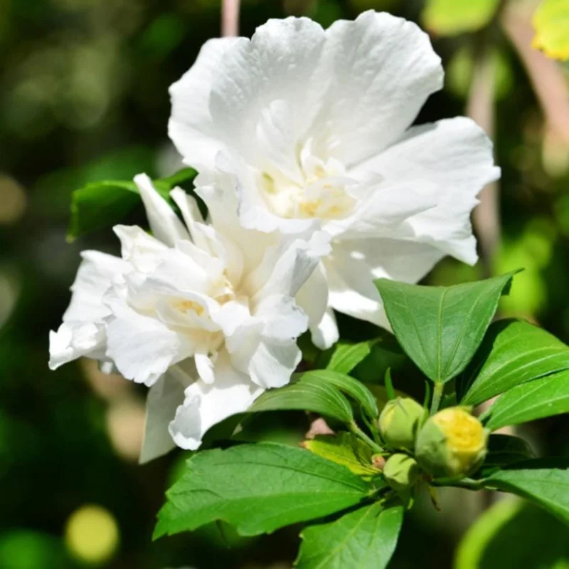White Rose of Sharon Live Plant – Quart Pot – Hardy White Flowering Shrub – Outdoor - Image 6