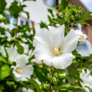 White Rose of Sharon Live Plant – Quart Pot – Hardy White Flowering Shrub – Outdoor - Image 7