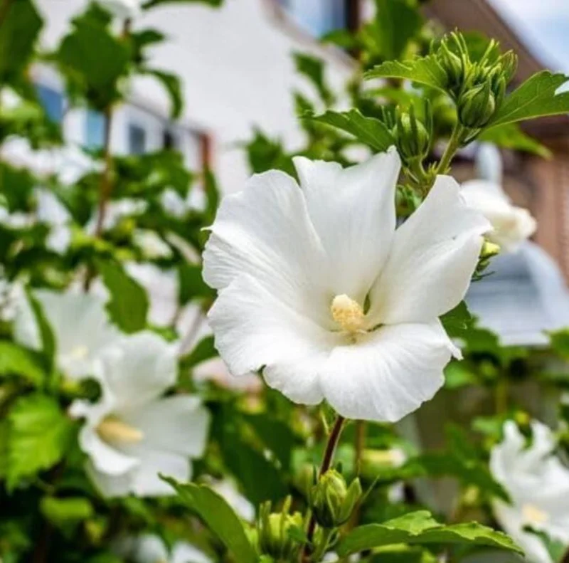 White Rose of Sharon Live Plant – Quart Pot – Hardy White Flowering Shrub – Outdoor - Image 7