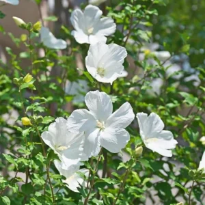 White Rose of Sharon Live Plant – Quart Pot – Hardy White Flowering Shrub – Outdoor - Image 8