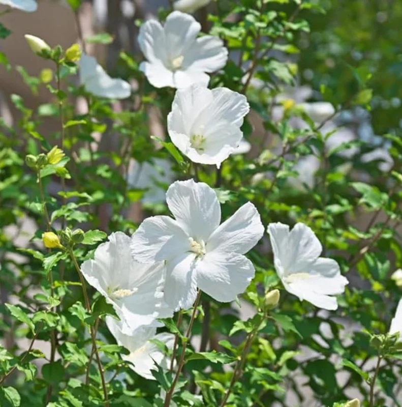 White Rose of Sharon Live Plant – Quart Pot – Hardy White Flowering Shrub – Outdoor - Image 8