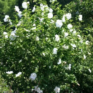 White Rose of Sharon Live Plant – Quart Pot – Hardy White Flowering Shrub – Outdoor - Image 9