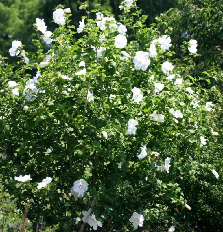 White Rose of Sharon Live Plant – Quart Pot – Hardy White Flowering Shrub – Outdoor - Image 9