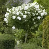 White Rose of Sharon Live Plant – Quart Pot – Hardy White Flowering Shrub – Outdoor - Image 1