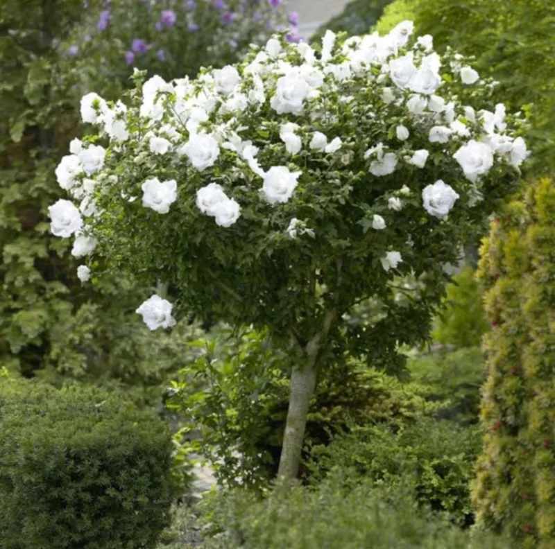 White Rose of Sharon Live Plant – Quart Pot – Hardy White Flowering Shrub – Outdoor - Image 1